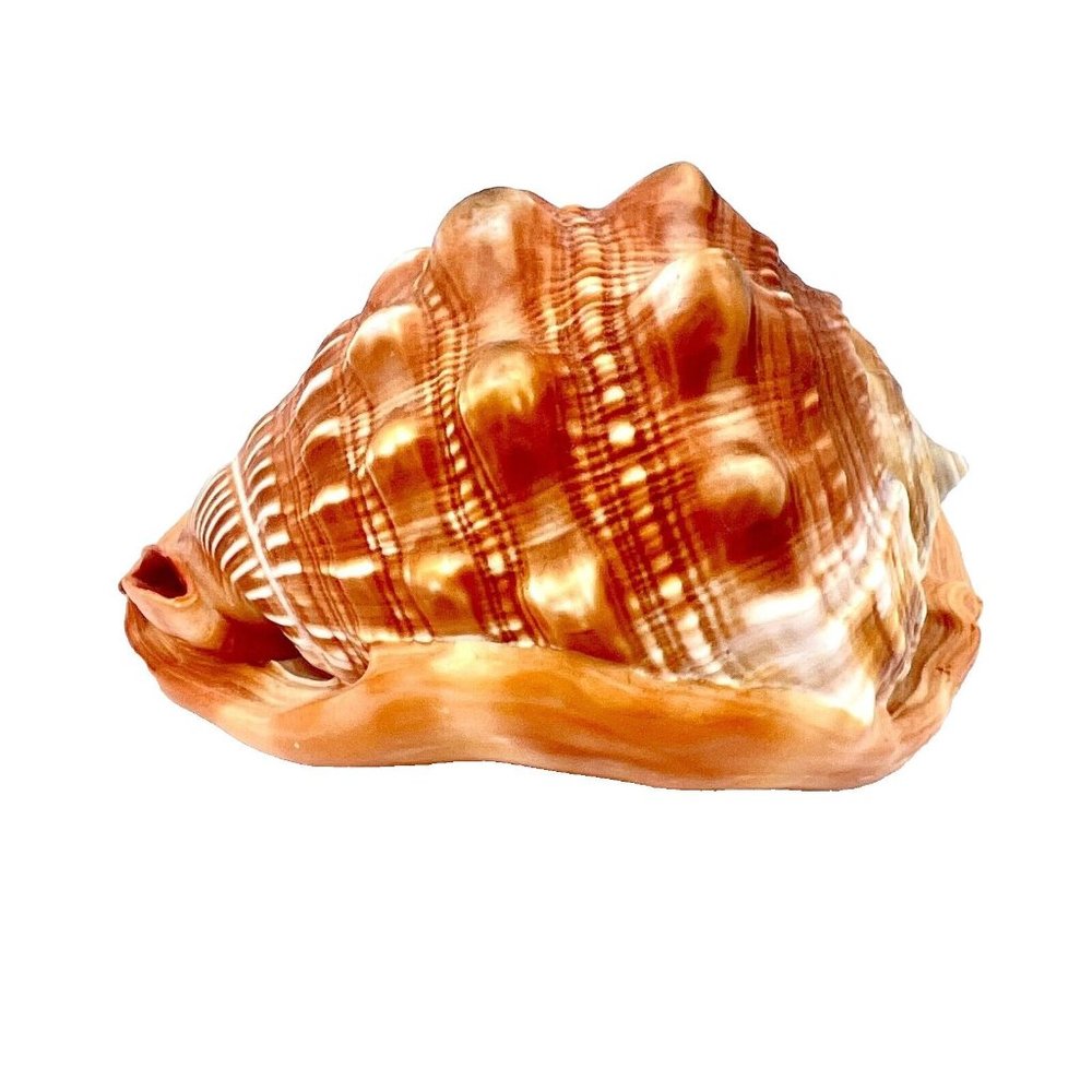 CASSIS RUFA Seashell Helmet Red Bull Mouth Cameo Conch 5.5" Coastal Gradma Beach - Picture 3 of 7
